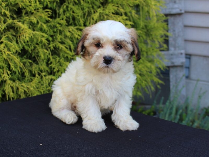 Buttercup image