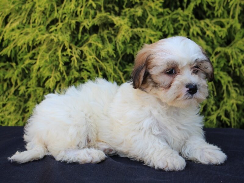 Buttercup, a white & black Shichon (Teddy Bear) puppy in Indiana.