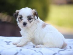 Photo4 for Daisy