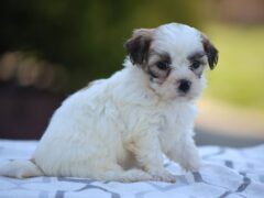 Photo3 for Daisy