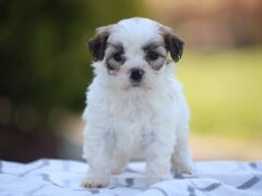 Photo2 for Daisy