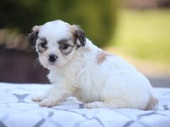 Photo1 for Daisy