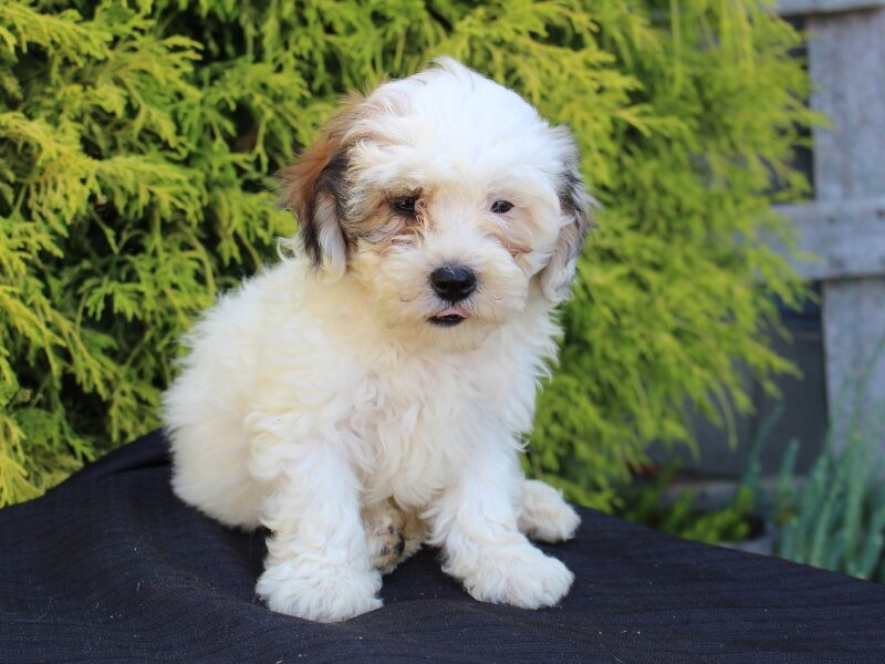 Daisy, a white & black Shichon (Teddy Bear) puppy in Indiana.