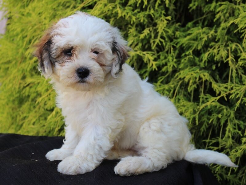 Daisy, a white & black Shichon (Teddy Bear) puppy in Indiana.