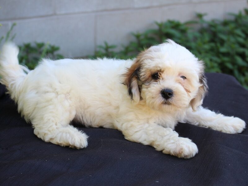 Daisy, a white & black Shichon (Teddy Bear) puppy in Indiana.