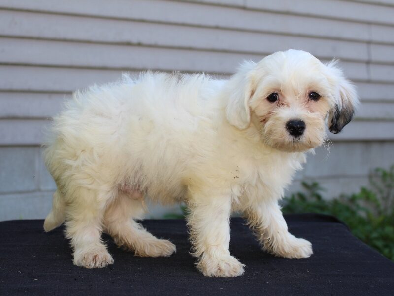 Daisy, a white & black Shichon (Teddy Bear) puppy in Indiana.