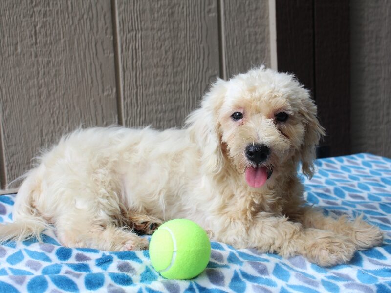 White Oak, a white & black Shichon (Teddy Bear) puppy in Indiana.