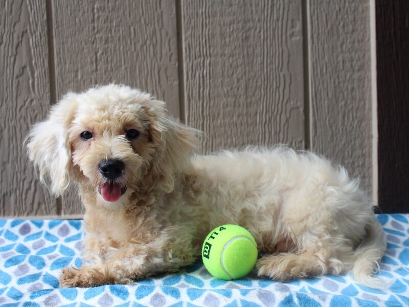 White Oak, a white & black Shichon (Teddy Bear) puppy in Indiana.