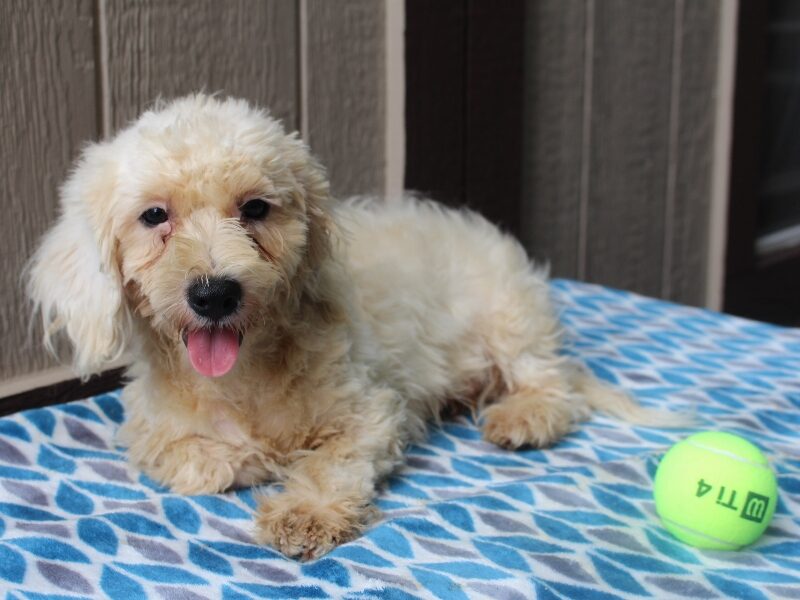 White Oak, a white & black Shichon (Teddy Bear) puppy in Indiana.