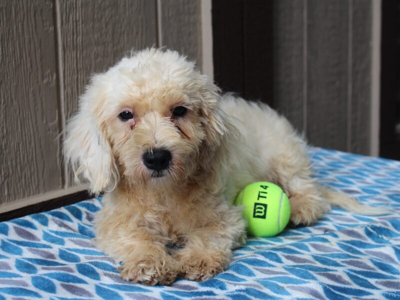 White Oak, a white & black Shichon (Teddy Bear) puppy in Indiana.