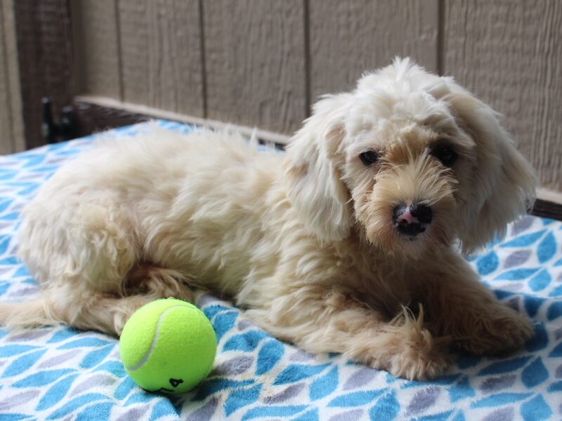 Hickory a Puppy in IN