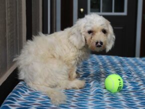 Photo of Hickory