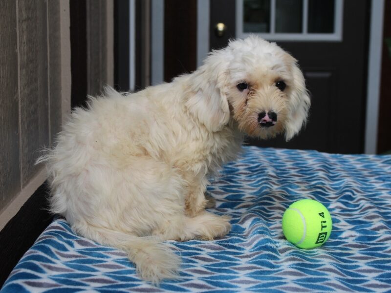 Hickory a Puppy in IN