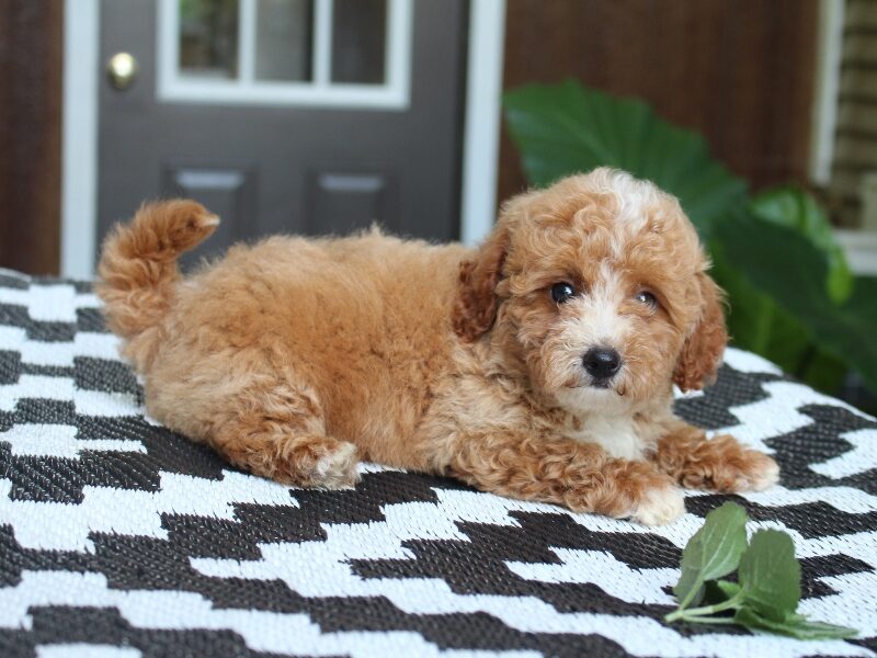 Shawn, a apricot Mini Poodle puppy in Indiana.