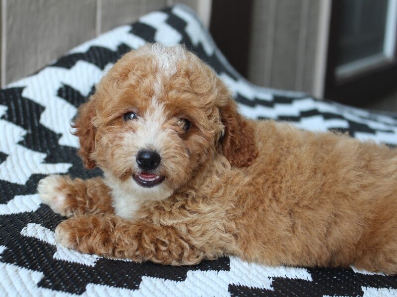 Shawn, a apricot Mini Poodle puppy in Indiana.
