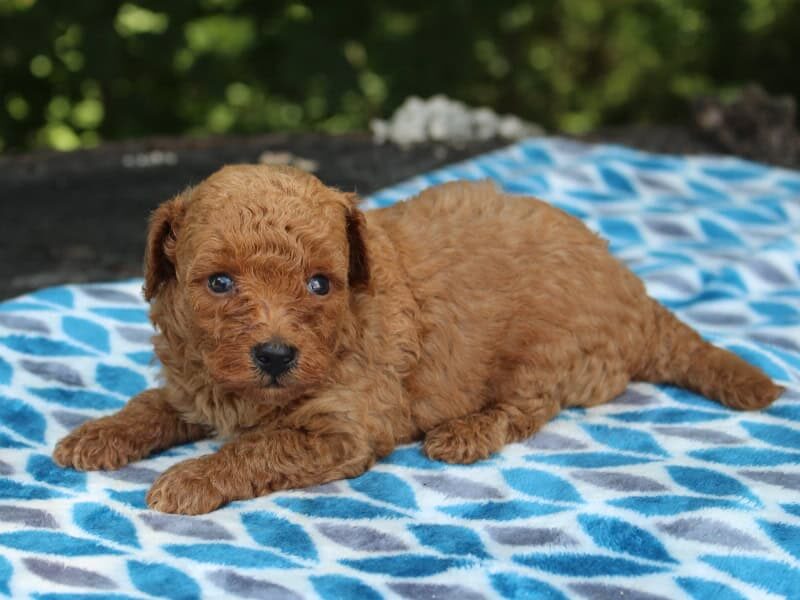 Sherlock image