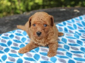 Photo of Sherlock