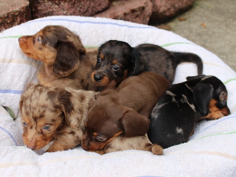 Alex-Minnie Mini Dachshund image