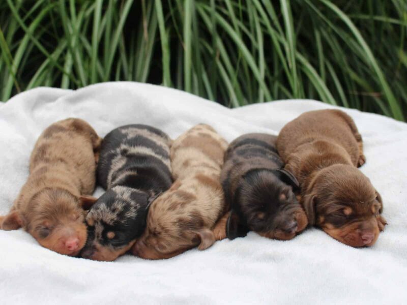 Alex-Minnie Mini Dachshund image