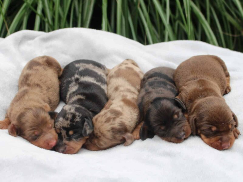 Alex-Minnie Mini Dachshund image