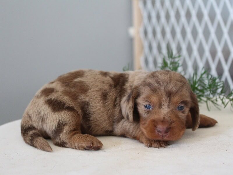 Cody, a blue merle Mini Dachshund puppy in Indiana.