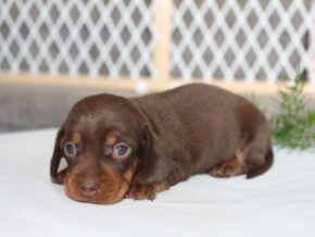 Jayde at Ramsey Creek Kennels