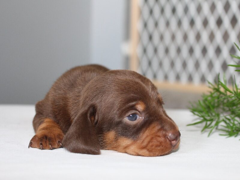 Jayde, a Mini Dachshund puppy at Ramsey Creek Kennels in Indiana.