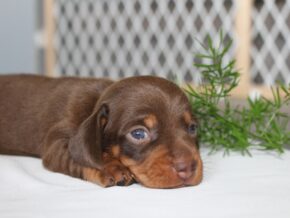 Jayde at Ramsey Creek Kennels