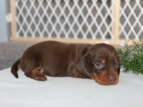 Jayde at Ramsey Creek Kennels