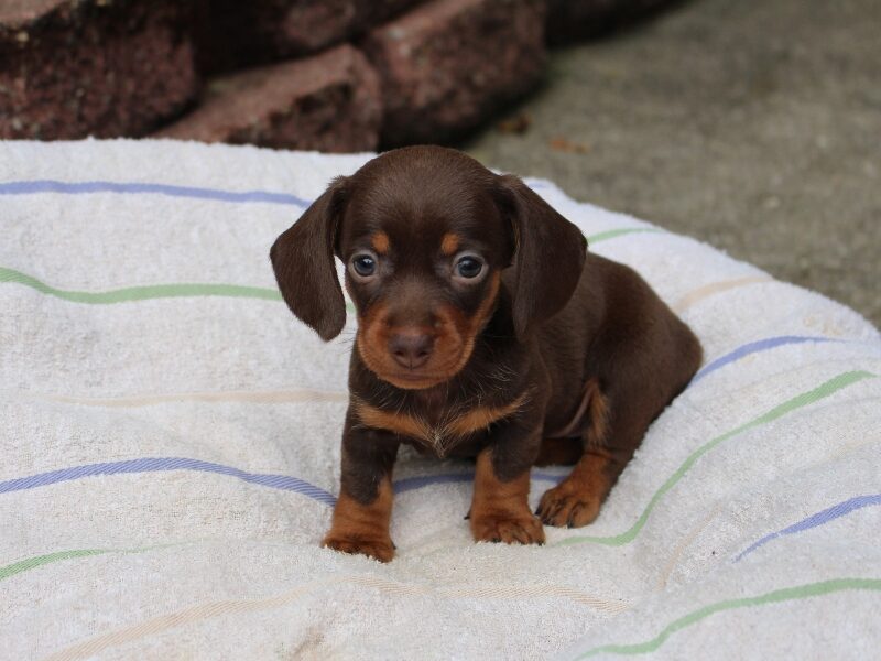Jayde, a red Mini Dachshund puppy in Indiana.
