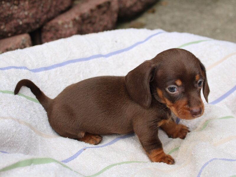 Jayde, a red Mini Dachshund puppy in Indiana.