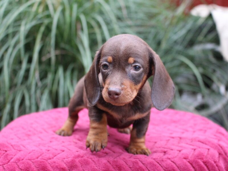 Jayde, a red Mini Dachshund puppy in Indiana.