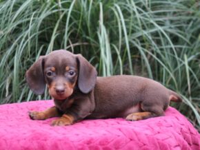 Jayde at Ramsey Creek Kennels