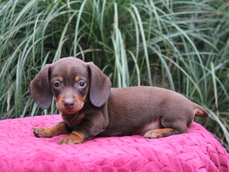 Jayde, a red Mini Dachshund puppy in Indiana.