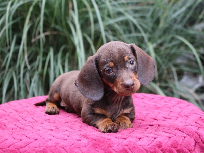 Jayde, a red Mini Dachshund puppy in Indiana.