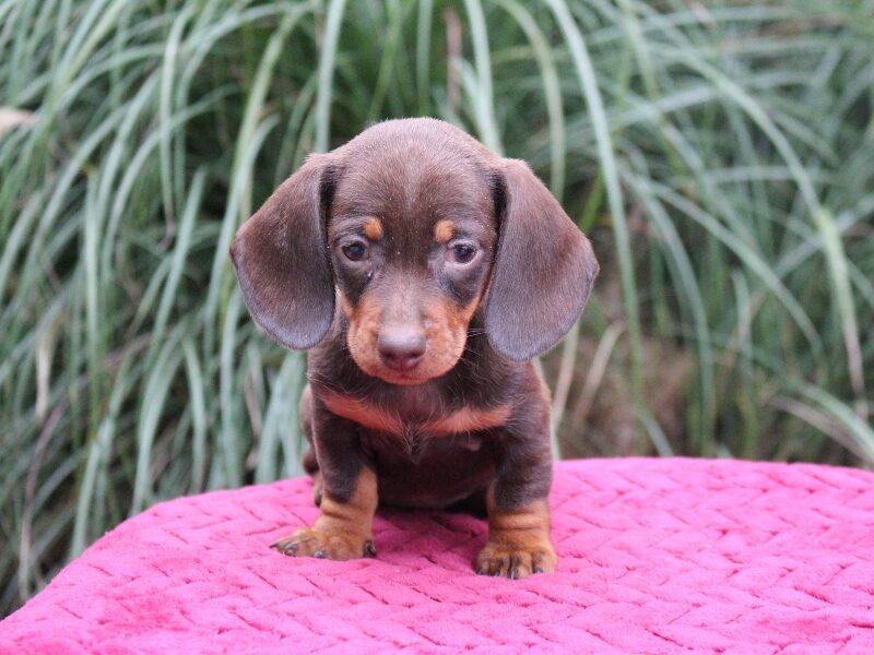 Jayde, a red Mini Dachshund puppy in Indiana.