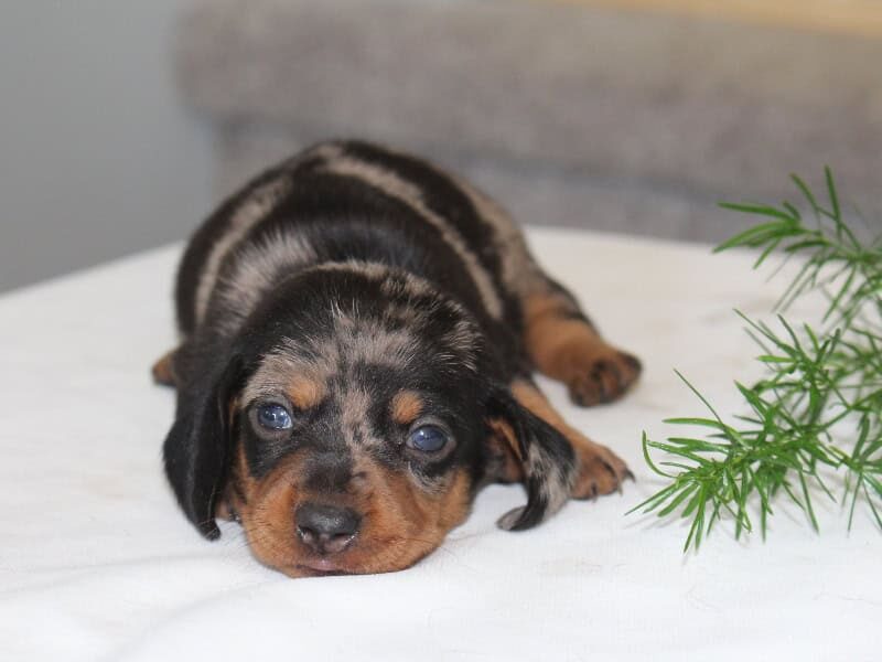 Olivia, a Mini Dachshund puppy at Ramsey Creek Kennels in Indiana.