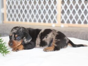Olivia at Ramsey Creek Kennels