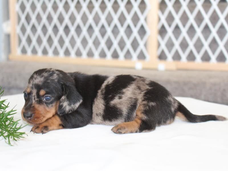 Olivia, a Mini Dachshund puppy at Ramsey Creek Kennels in Indiana.