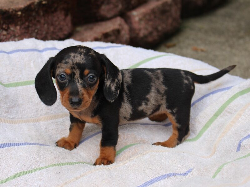 Olivia, a black & tan Mini Dachshund puppy in Indiana.