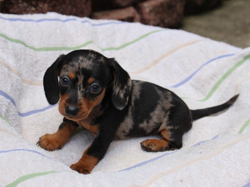 Olivia, a black & tan Mini Dachshund puppy in Indiana.