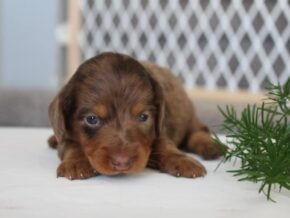 Patrickk at Ramsey Creek Kennels