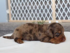 Patrickk at Ramsey Creek Kennels