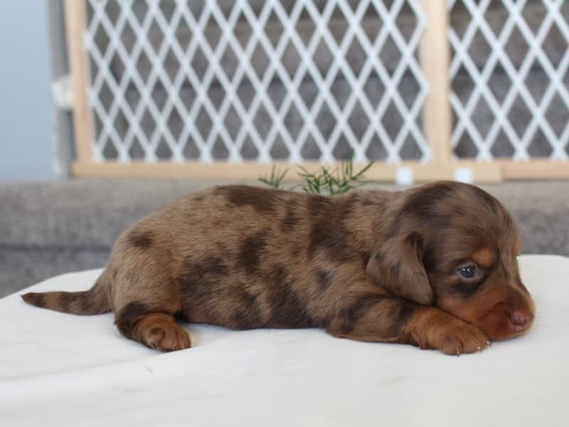 Patrickk, a Mini Dachshund puppy at Ramsey Creek Kennels in Indiana.
