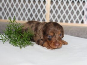 Patrickk at Ramsey Creek Kennels