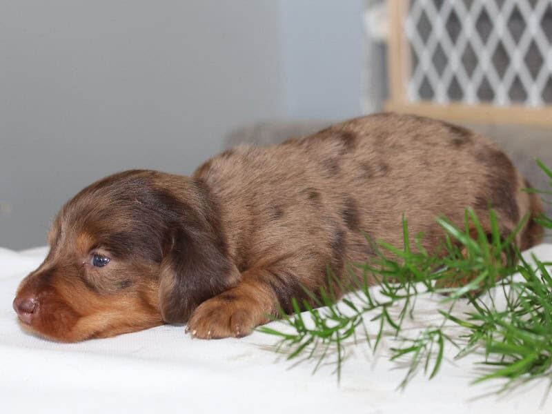 Patrickk, a Mini Dachshund puppy at Ramsey Creek Kennels in Indiana.