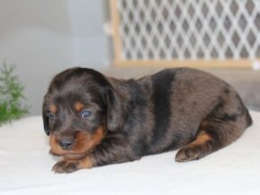 Rylie at Ramsey Creek Kennels