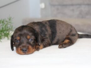 Rylie at Ramsey Creek Kennels