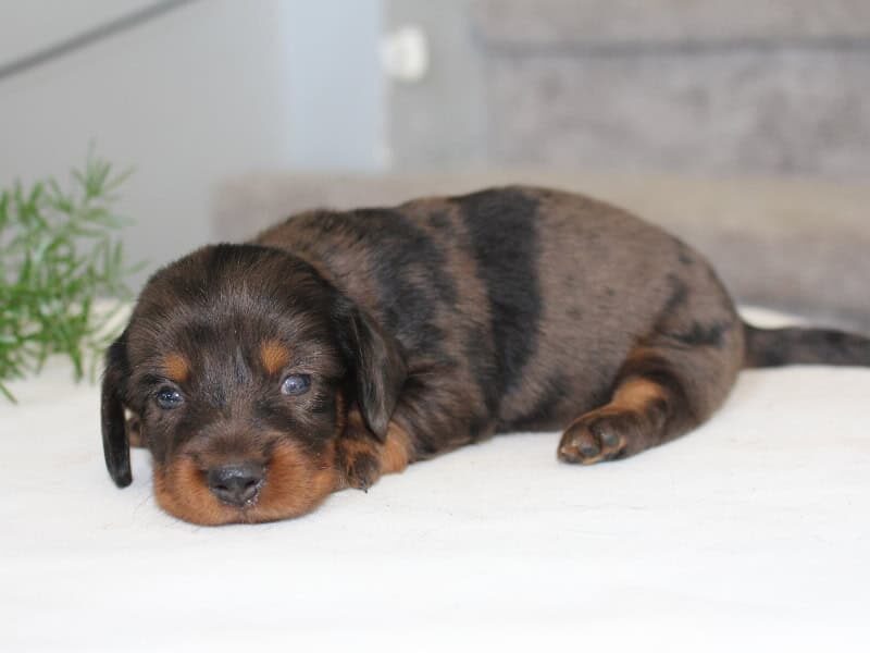 Rylie, a Mini Dachshund puppy at Ramsey Creek Kennels in Indiana.