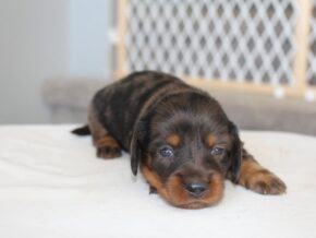 Rylie at Ramsey Creek Kennels